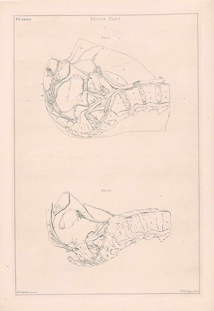Detail of Anatomy of the pelvis, with numbers by Jacob van der Schley