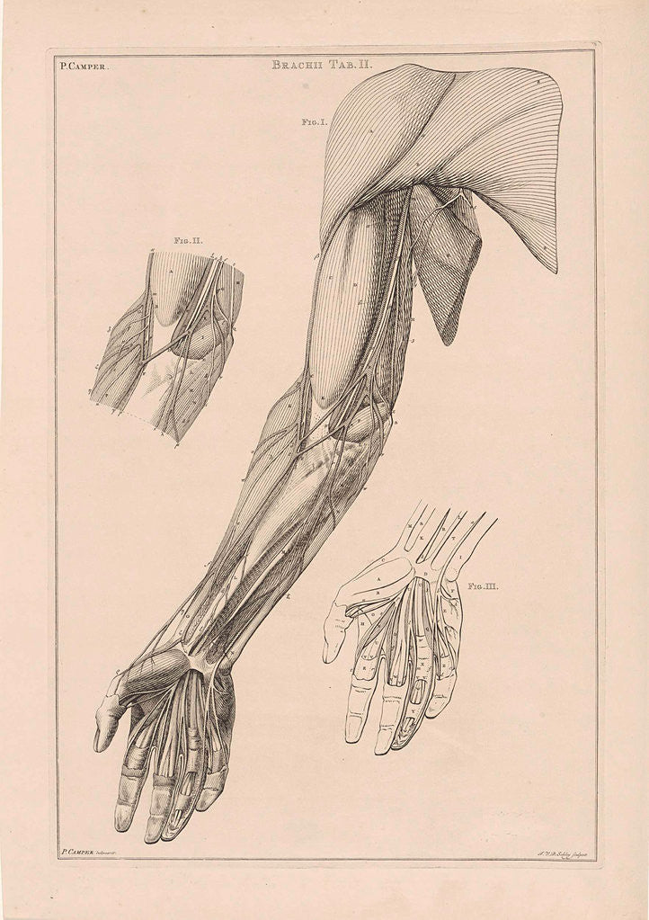Detail of Anatomy of the arm, hand and shoulder with numbers by Jacob van der Schley