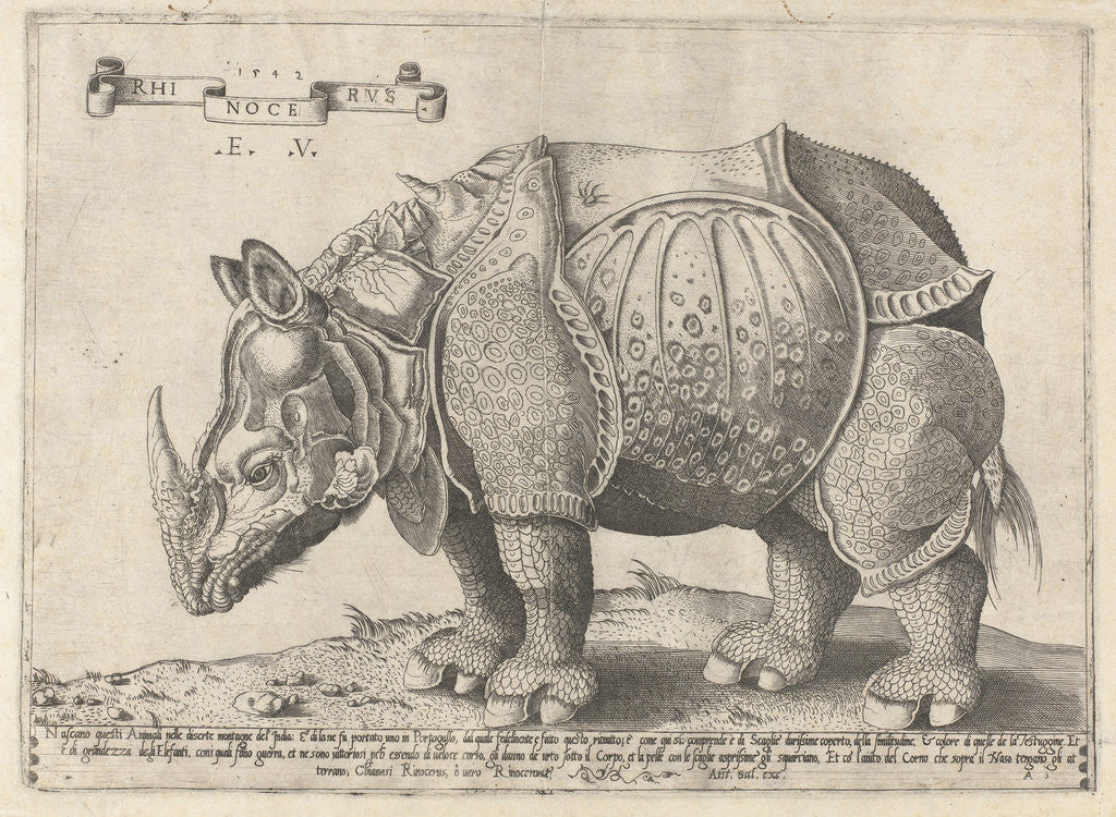 Detail of The Rhinoceros, Enea Vico by Albrecht Dürer
