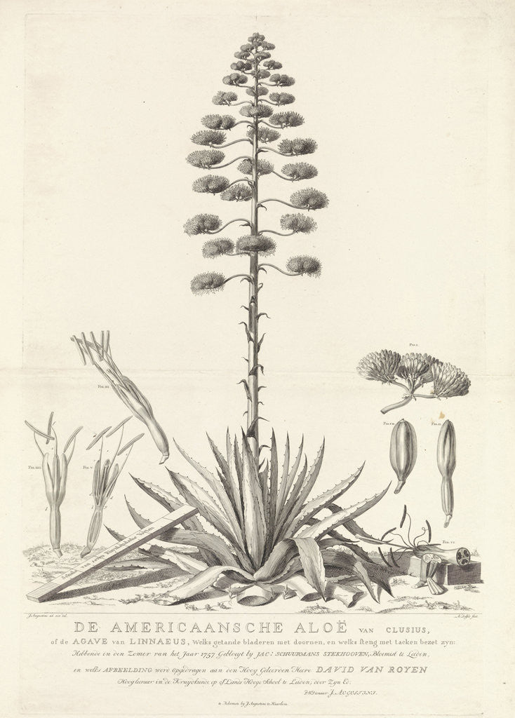 Detail of Botanical drawing of blooming agave plant, Agavoideae by David van Royen