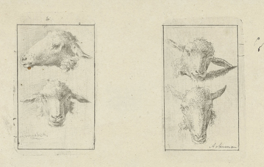 Detail of Study Sheet with four sheep heads by Anthony Oberman