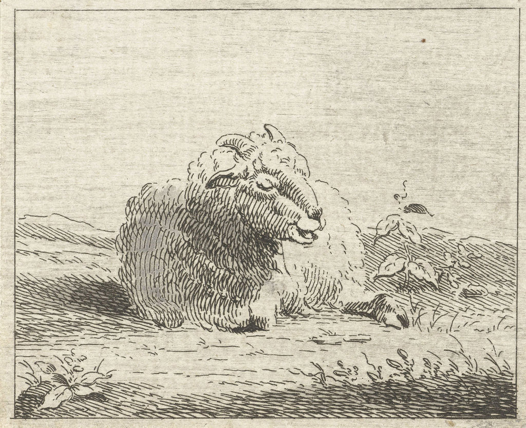 Detail of Lying sheep by Jan Matthias Cok