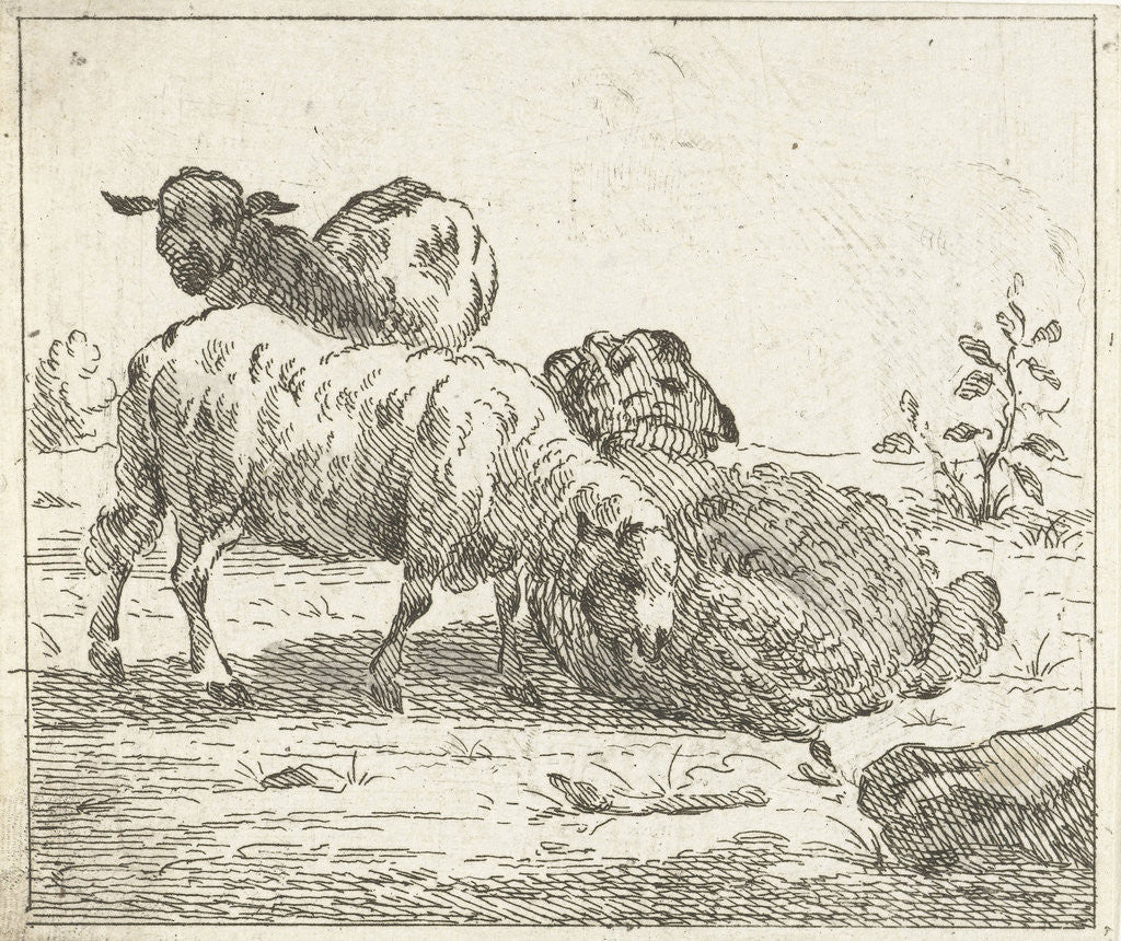 Detail of Three sheep by Jan Matthias Cok