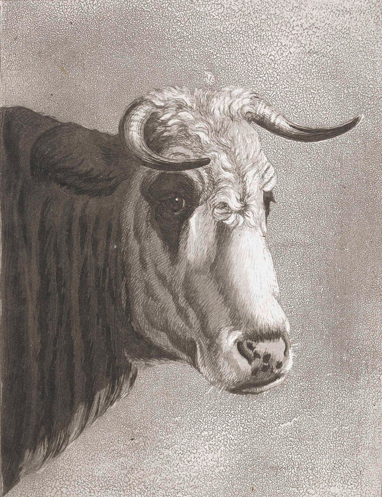 Detail of Cows head by Diederik Jan Singendonck