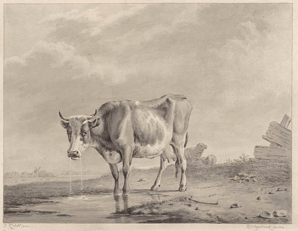 Detail of Drinking cow at the water by Diederik Jan Singendonck