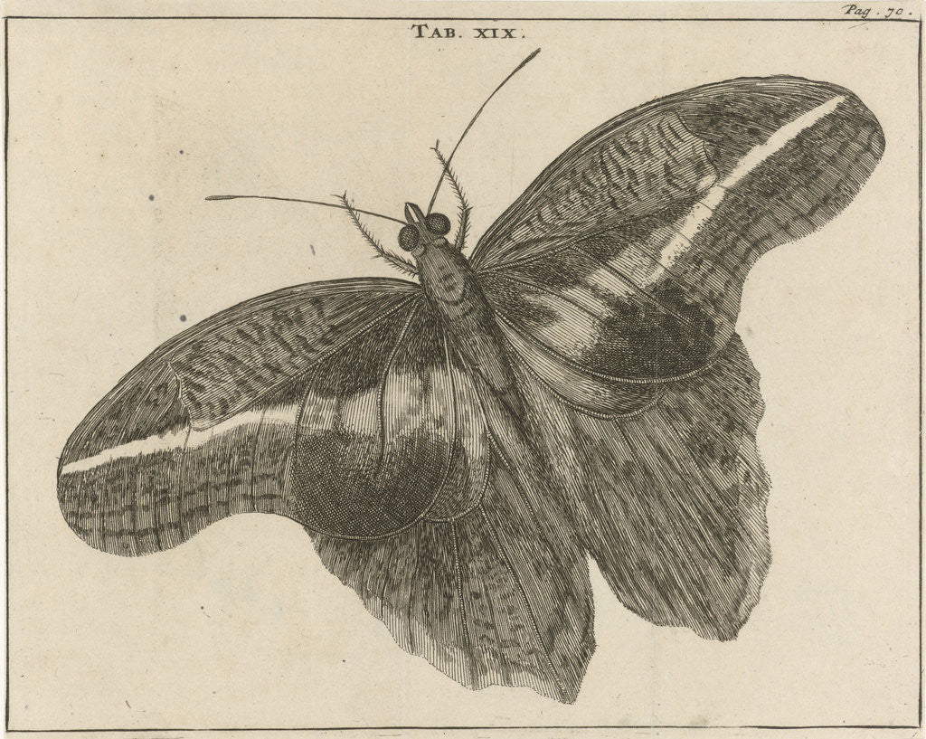 Detail of Surinamese giant butterfly XIX by Jan Claesz ten Hoorn