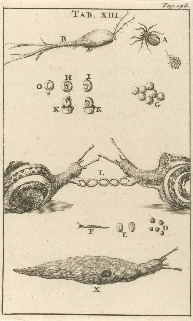 Detail of Snails XIII by Jan Claesz ten Hoorn