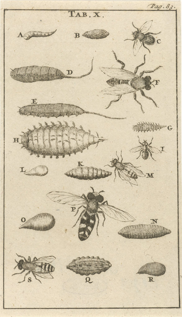 Detail of Bees and wasps X by Jan Claesz ten Hoorn