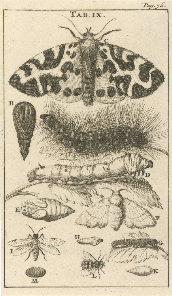 Detail of Print by Jan Luyken