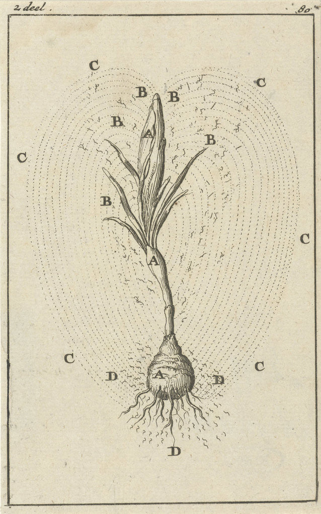 Detail of The growth of a crocus by Jan Claesz ten Hoorn