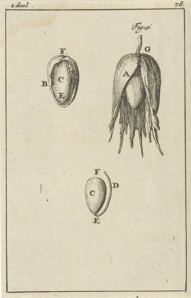 Detail of Three images of the development of a hazelnut by Jan Claesz ten Hoorn