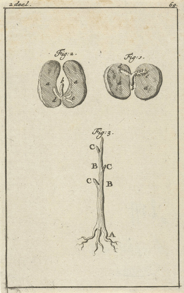 Detail of Three representations of the germination of seed by Jan Claesz ten Hoorn