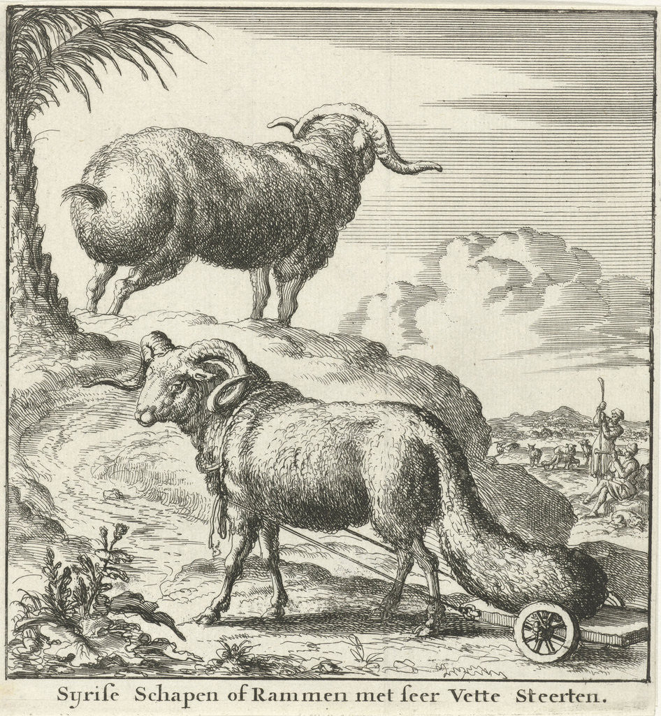 Detail of Syrian sheep or ram by Willem Goeree