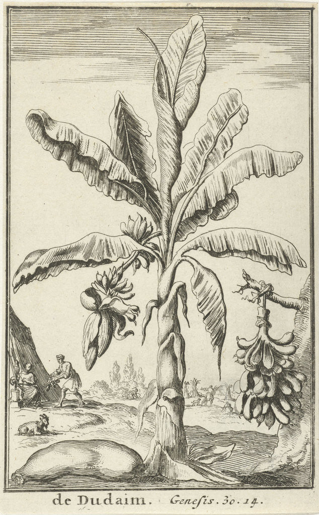 Detail of Tree with mandrakes by Willem Goeree