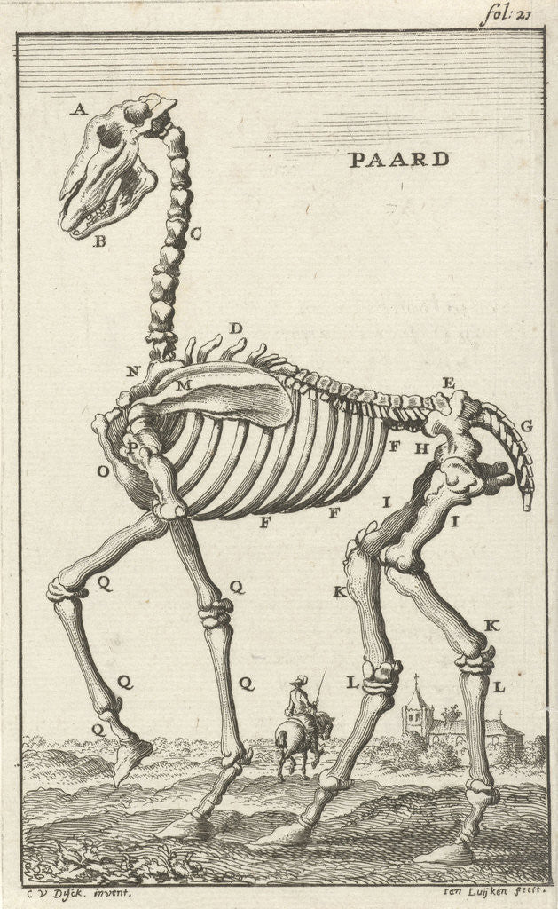 Detail of Skeleton of a horse by Jan Claesz ten Hoorn