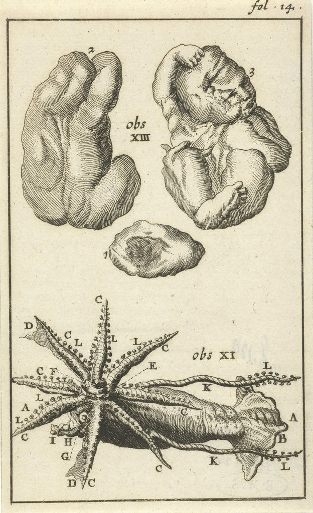 Detail of Anatomical Figure I by Jan Claesz ten Hoorn