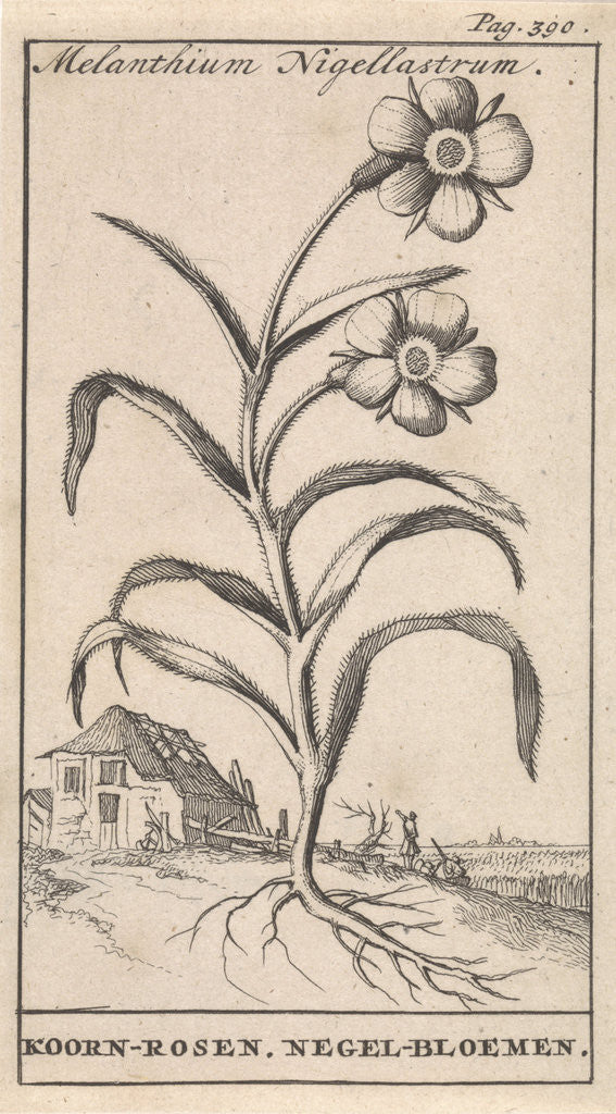 Detail of Flower by Jan Claesz ten Hoorn