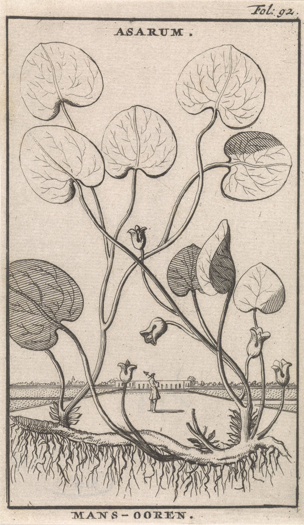 Detail of Mansoor by Jan Claesz ten Hoorn