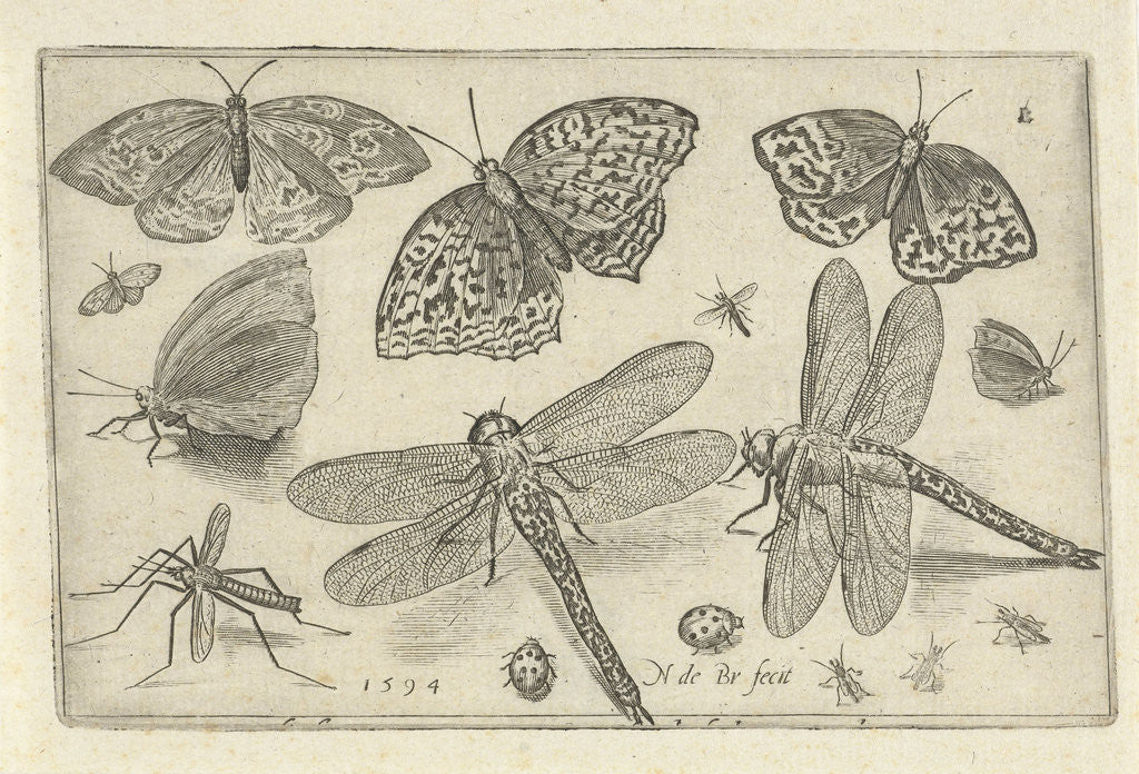 Detail of Butterflies and dragonflies by Nicolaes de Bruyn