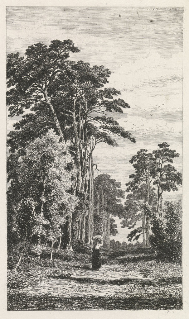 Detail of Dennenlaan by Alexander Mollinger