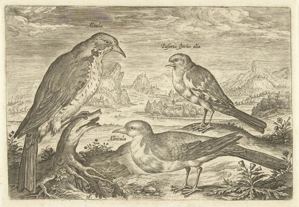 Detail of Three birds in a landscape by Adriaen Collaert