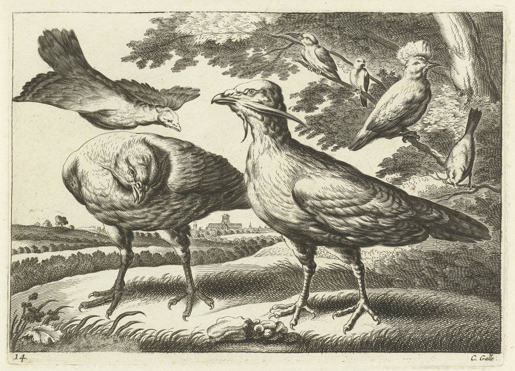 Detail of Geese and a cockatoo by Francis Barlow