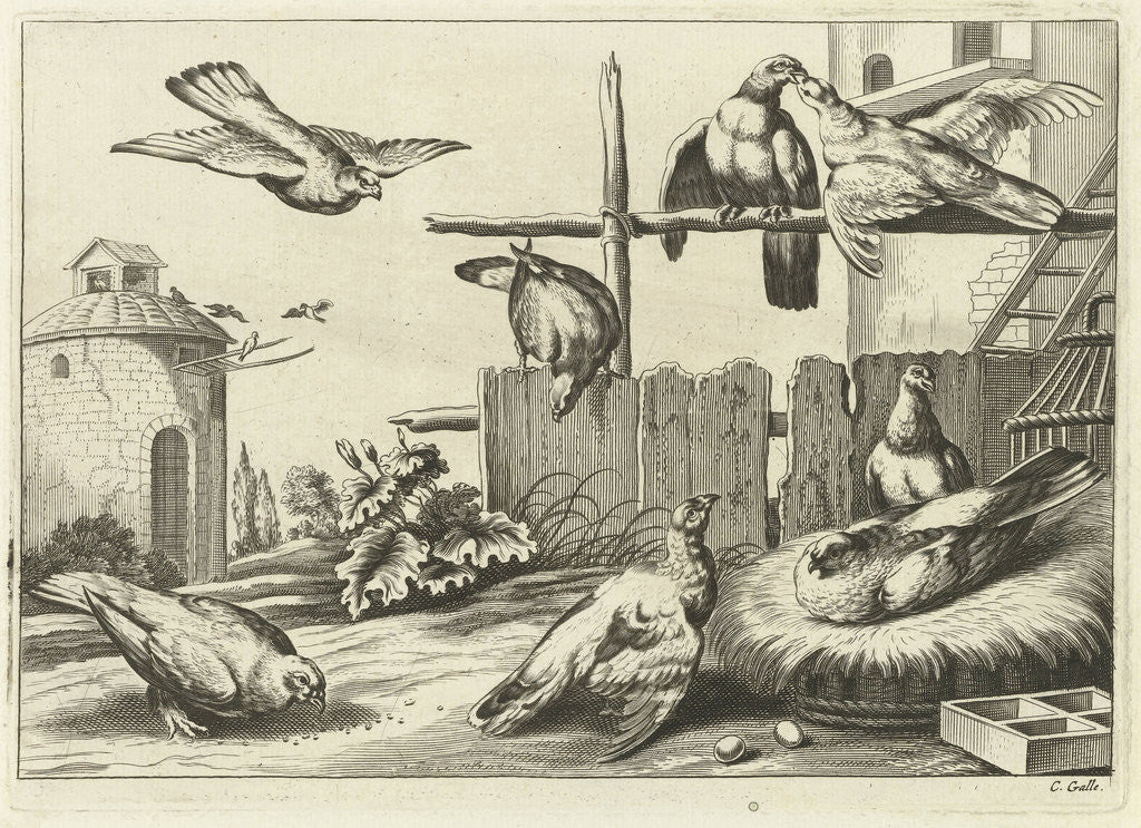 Detail of Pigeons in a dovecote by Francis Barlow
