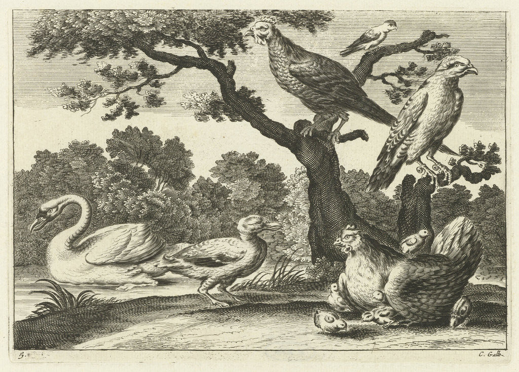 Detail of Swan, hen with chicks and other birds by Francis Barlow