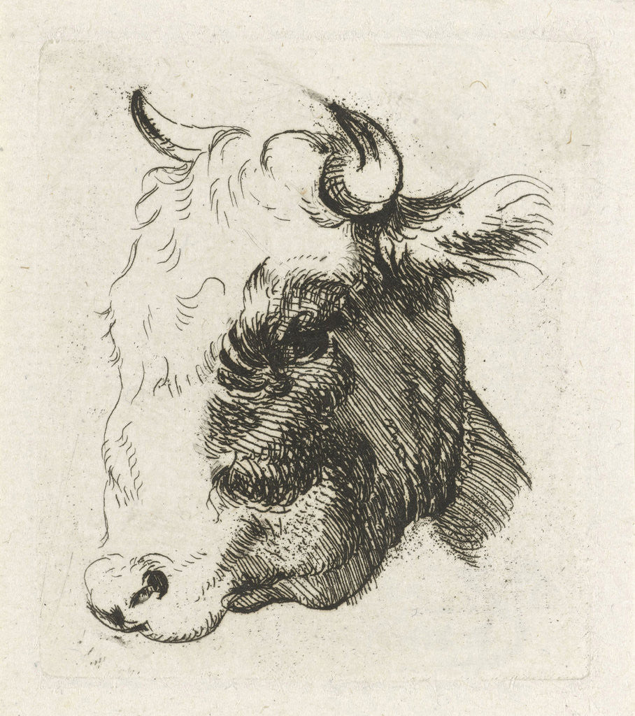 Detail of Study Sheet with a cow's head by D. Merrem