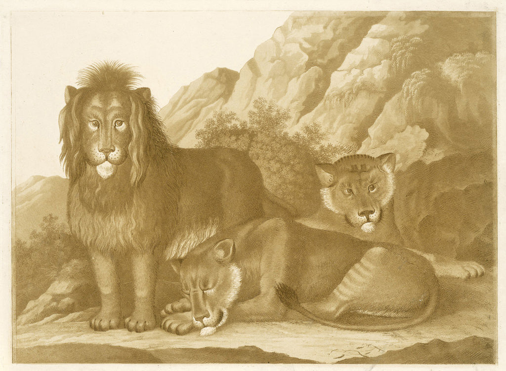 Detail of Lion and two lionesses by Isaac van Haastert