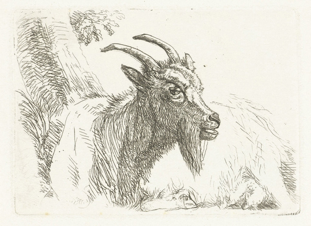 Detail of Lying goat by Jan Dasveldt