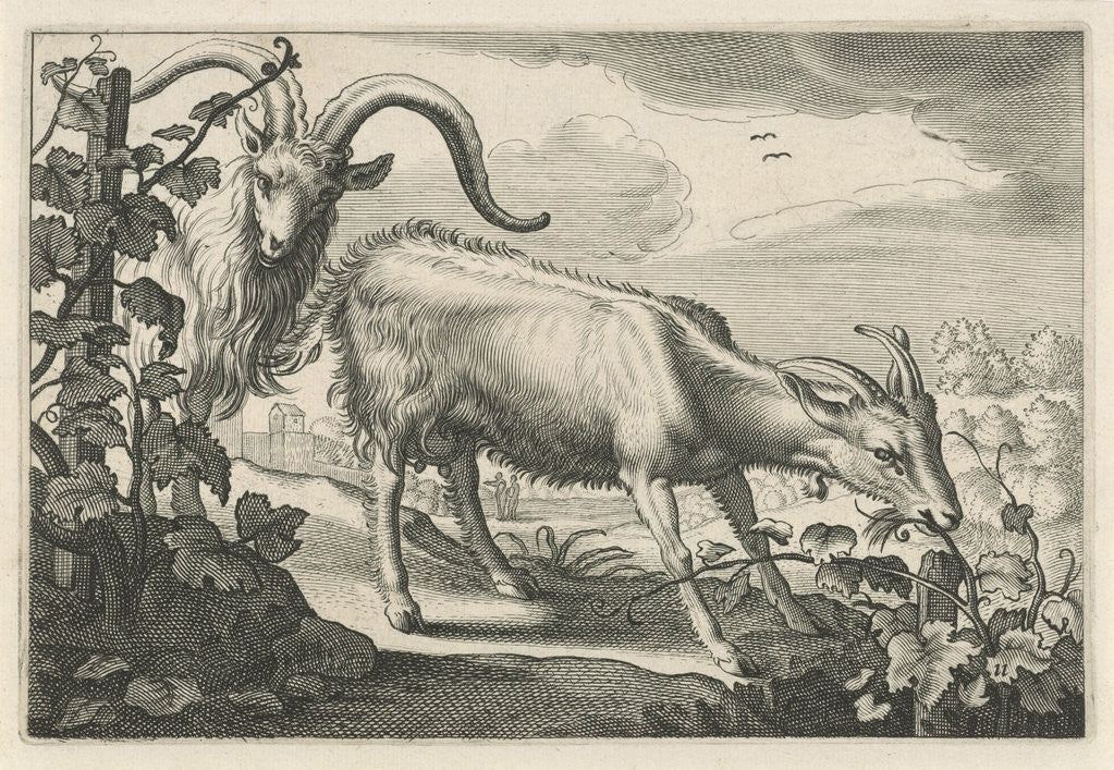 Detail of Two goats in a vineyard by Nicolaes Visscher I