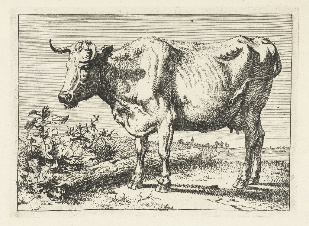 Detail of Cow with twisted horns by Paulus Potter