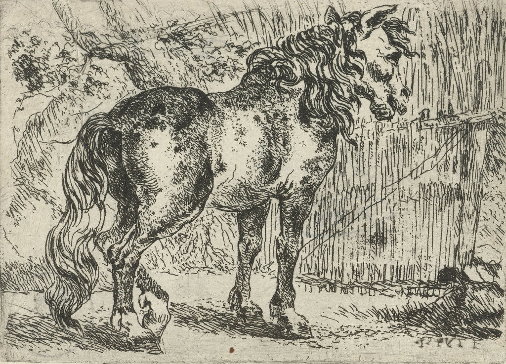 Detail of Horse by Jan Fijt