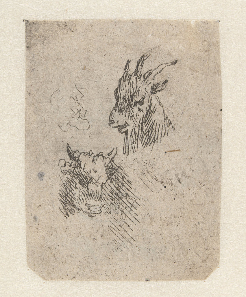 Detail of Heads of a goat and a cow by Nicolaes Pietersz. Berchem