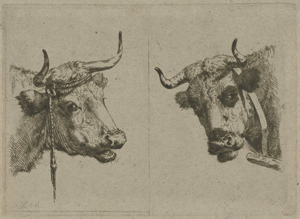 Detail of Two cows heads by Jan Kobell III