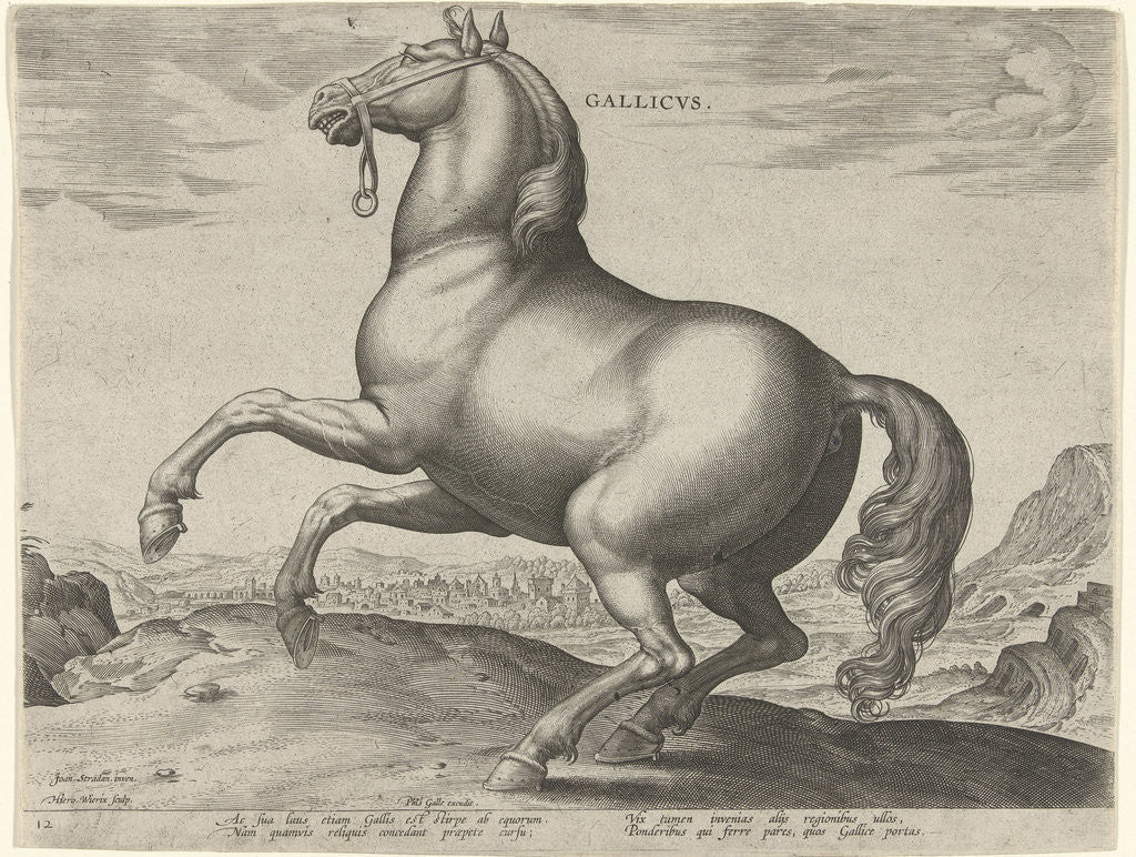 Detail of Horse from France, Gallicus by Philips Galle