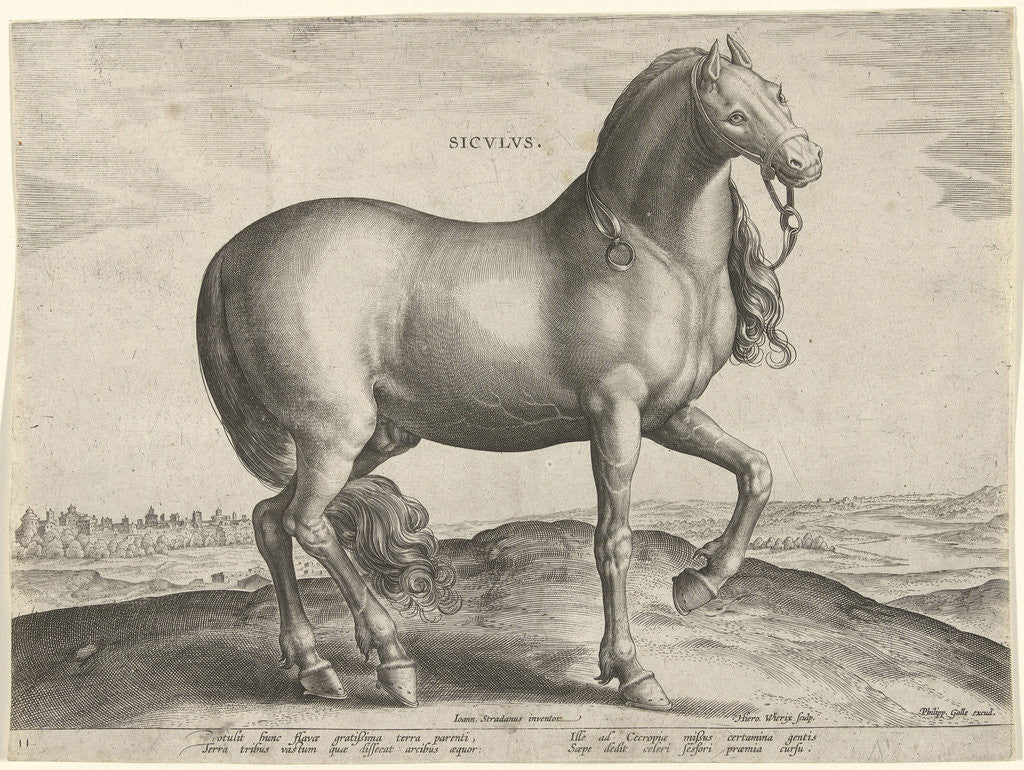 Detail of Horse from Sicily (Siculus) by Philips Galle