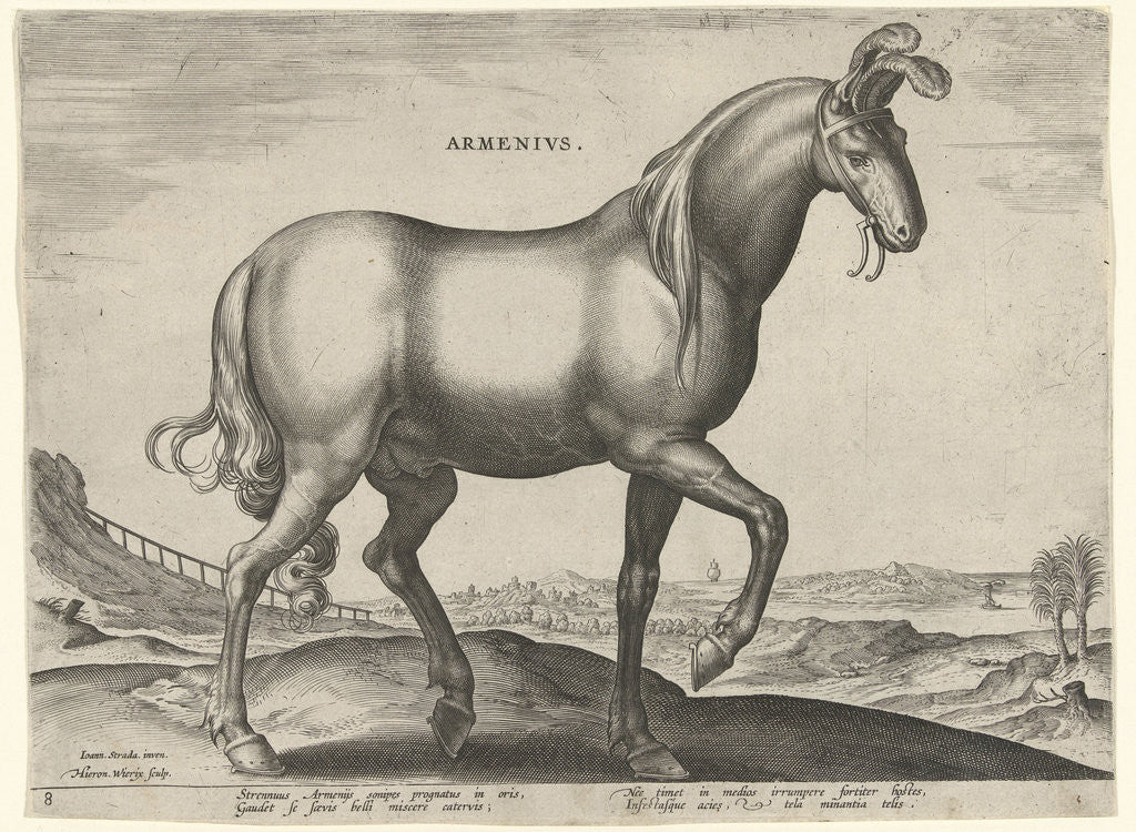 Detail of Horse of Armenia Arminius by Philips Galle