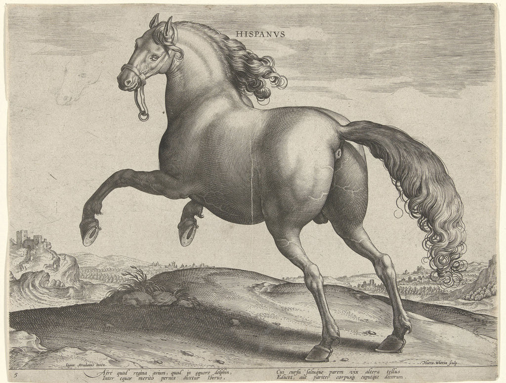 Detail of horse from Spain (Hispanus Alter) by Philips Galle