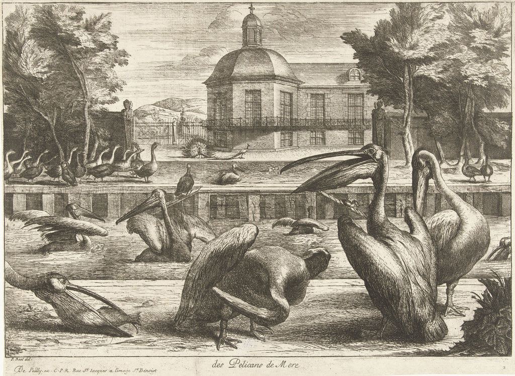 Detail of Pelicans by King of France
