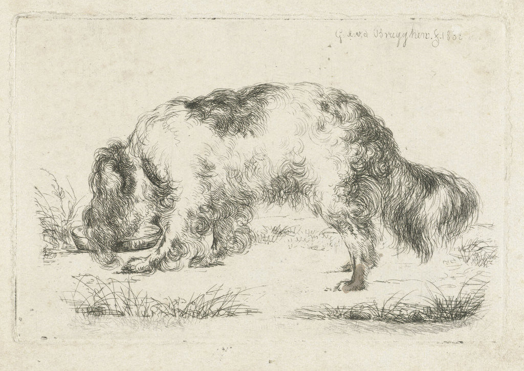 Detail of Drinking dog by Guillaume Anne van der Brugghen
