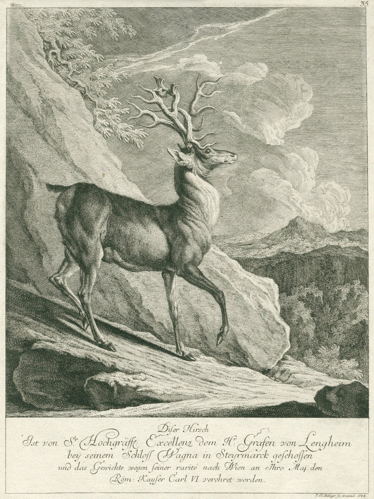 Detail of A deer by Johann Elias Ridinger