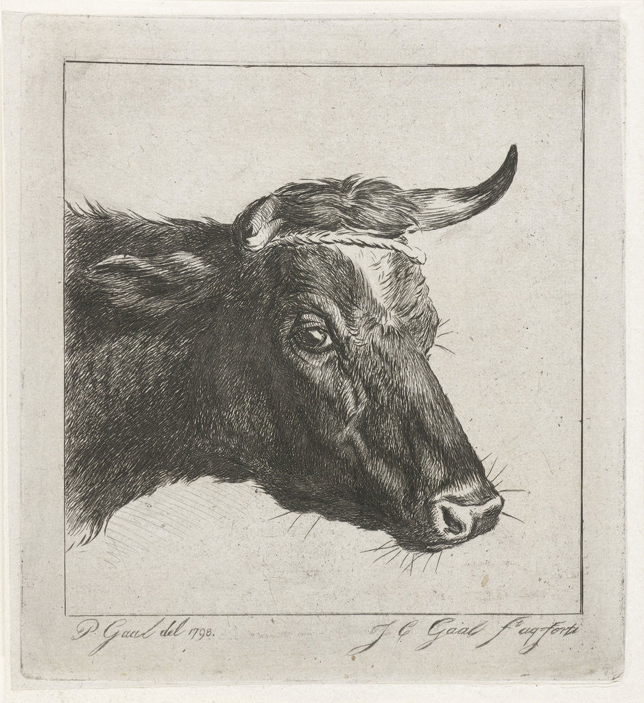 Detail of Head of a cow with rope around the horns by Jacobus Cornelis Gaal