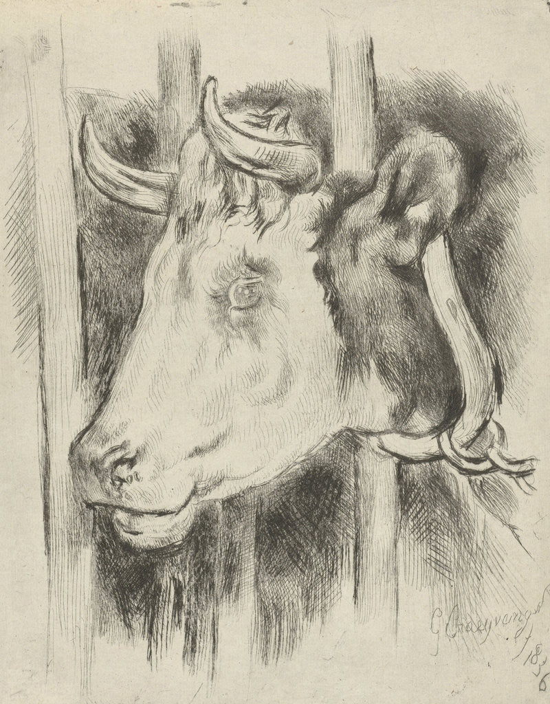 Detail of Head of a cow by Gijsbertus Craeyvanger