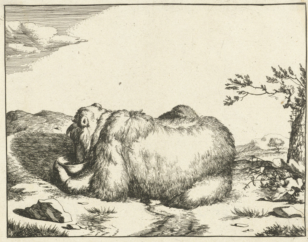 Detail of Reclining bear, from behind, drinking from bowl by Marcus Gerards I
