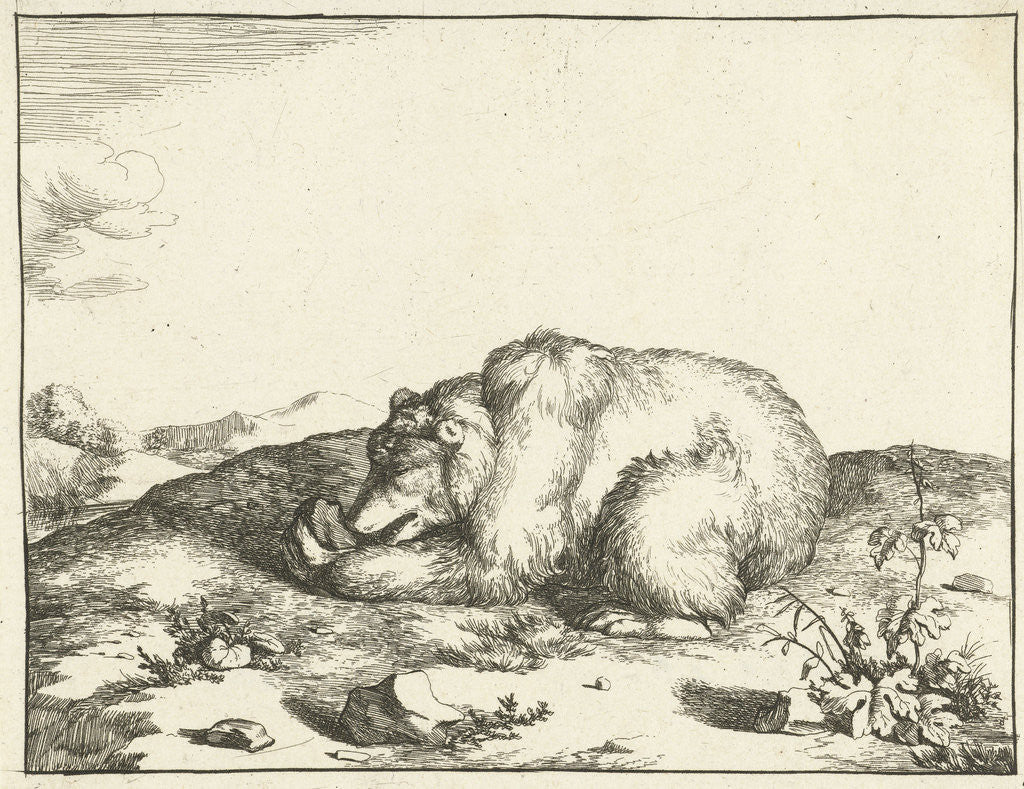 Detail of Bear, eating something from his left leg by Marcus Gerards I