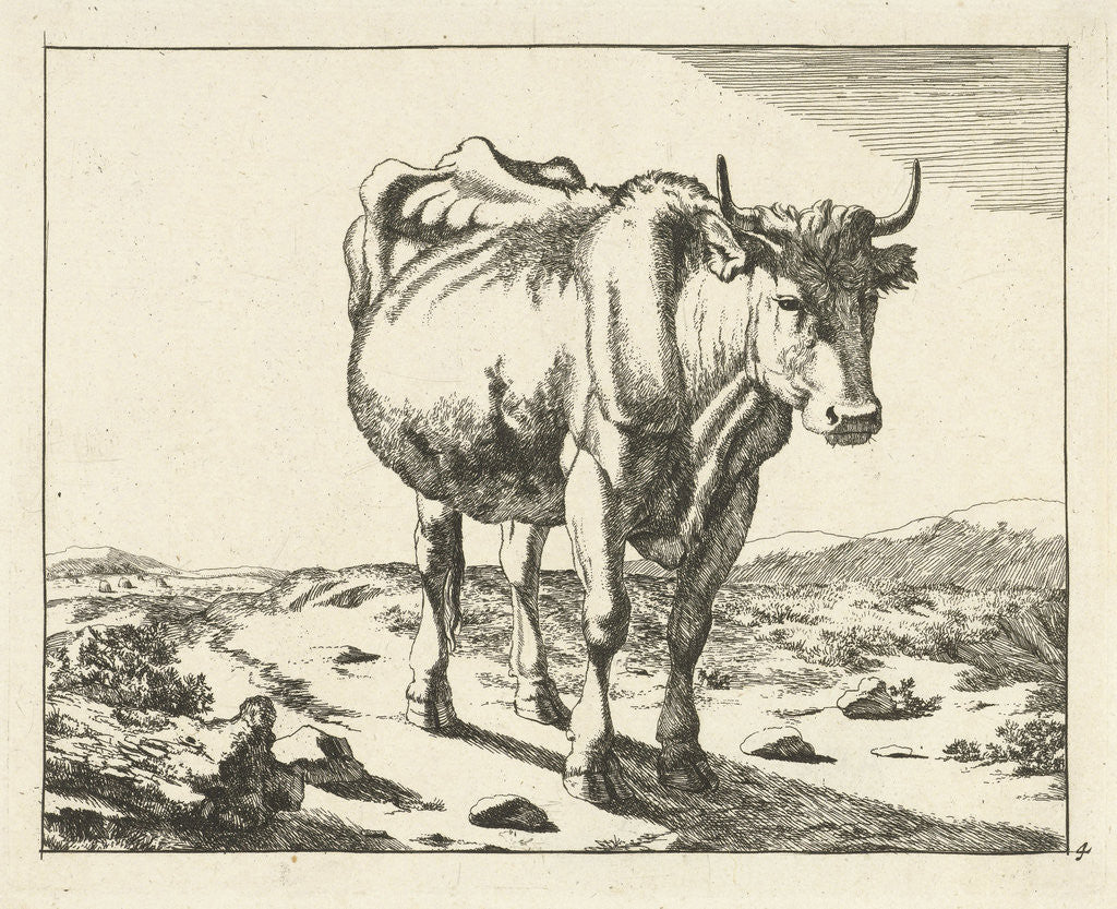 Detail of Standing cow, viewed from the front by Paulus Potter