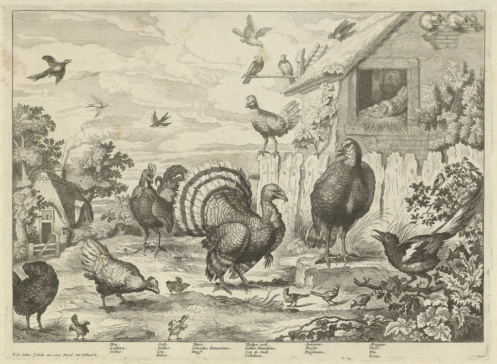 Detail of Various poultry and a turkey by Jacob Gole