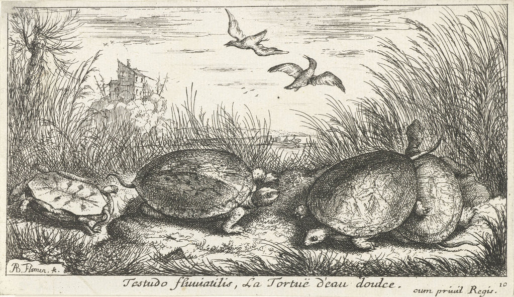 Detail of Four freshwater turtles between grass and reed by Reinier & Josua Ottens